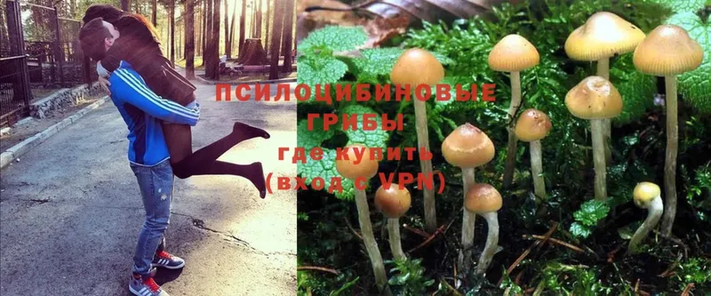 Галлюциногенные грибы Psilocybe  Ялта 